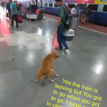 Train Travel with your pets