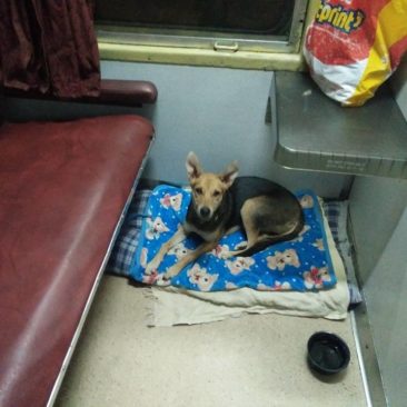 Train Travel with your pets