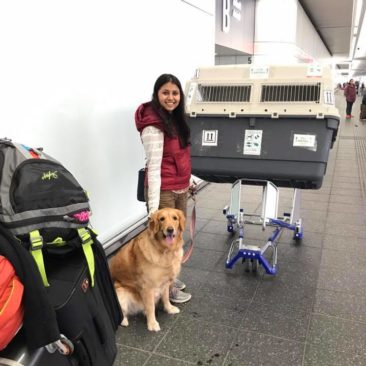 how can i take my dog to usa from india