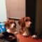 Jijo’s Beagles “Bobby & Summer”